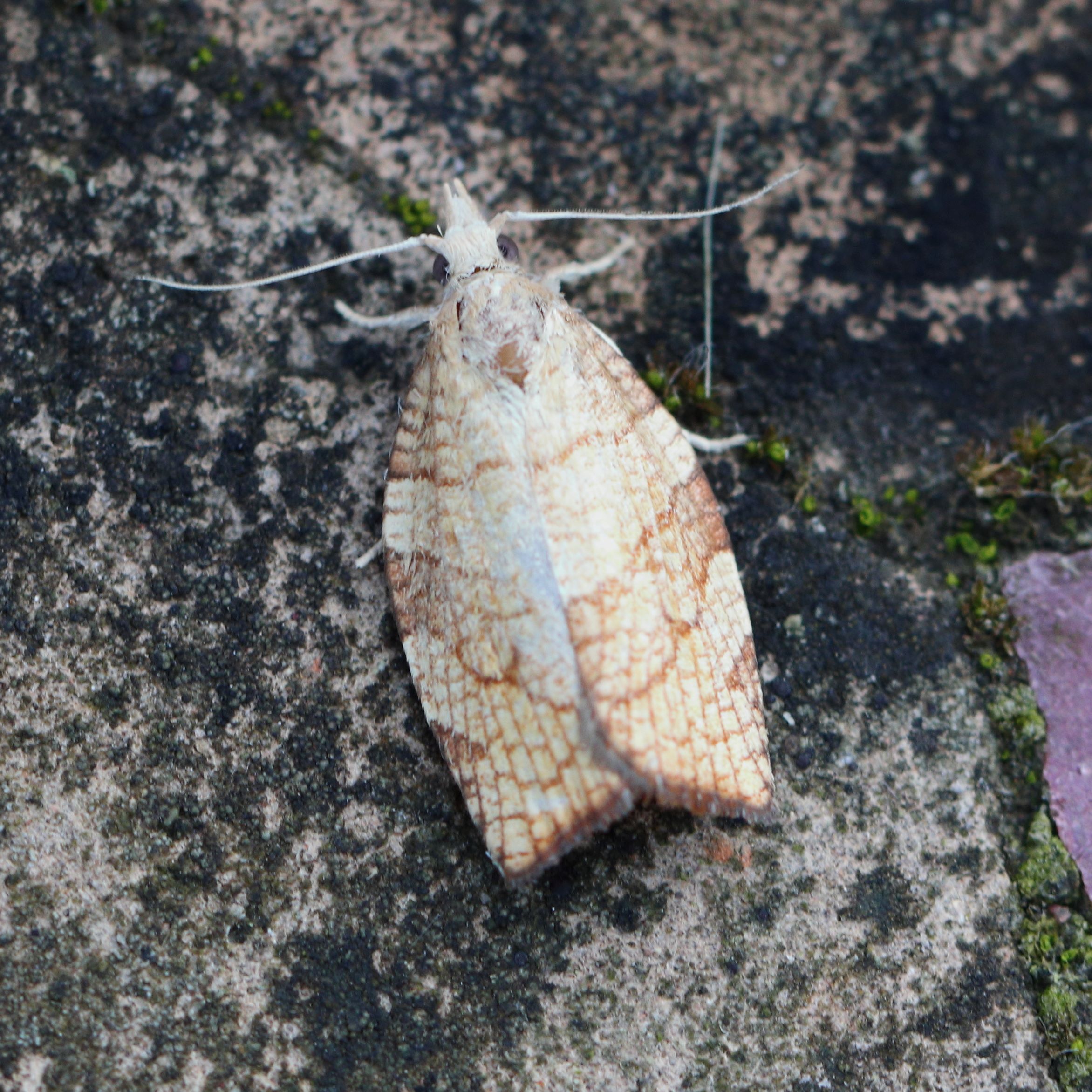 Photo of Chequered Fruit-tree Tortrix (Pandemis corylana)